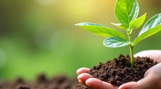 fertilisants-naturels-bien-les-utiliser-pour-une-fertilisation-durable